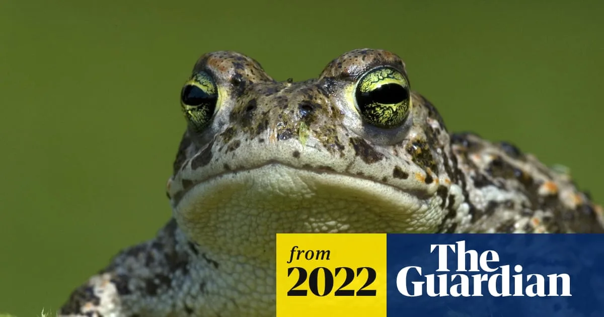 Climate Change Devastates UK Honeybee Populations