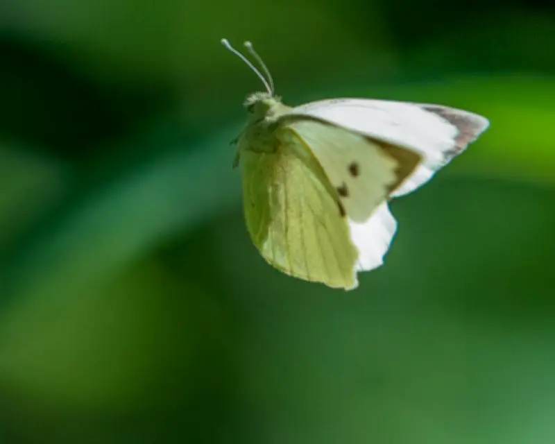 Country Diary: Butterflies at Wimbledon Qualifying Venue in Roehampton