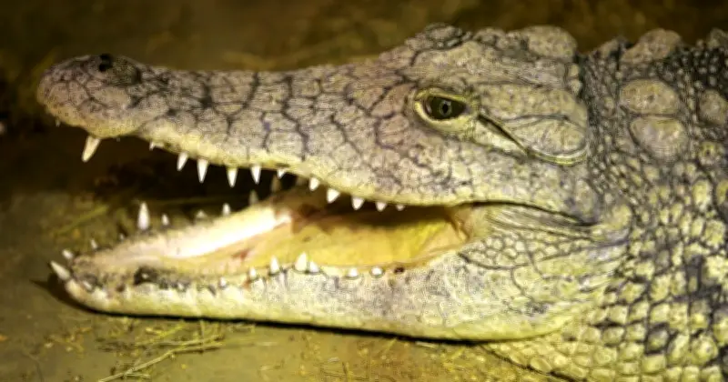 CQC Issues Update After Boy, 3, Thrown into Crocodile Enclosure at UK Zoo