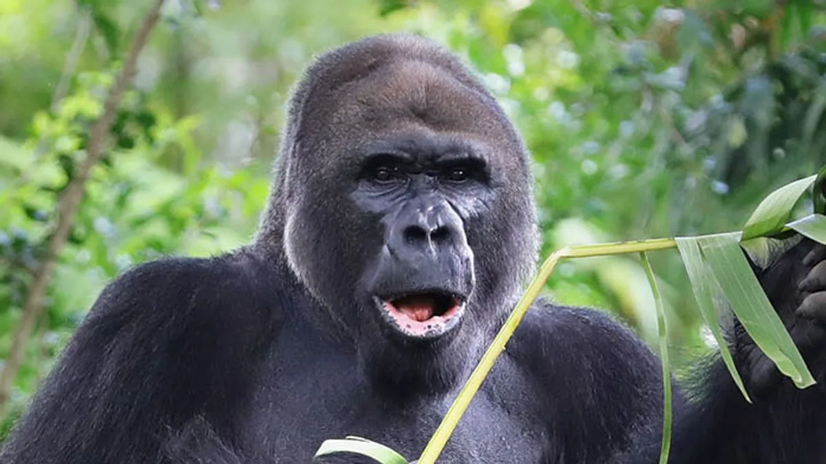 Disney World's Oldest Gorilla Gino Dies at 44