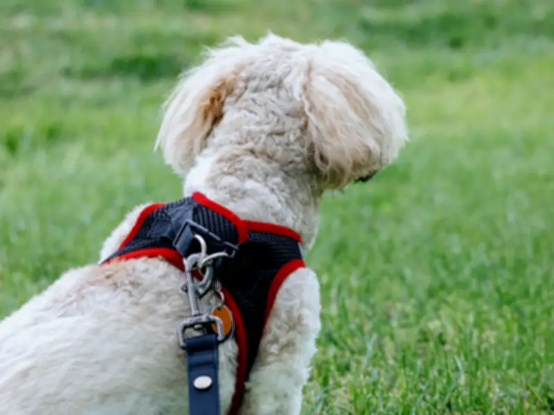 Dog Owners Face Legal Action Over Letterbox Attacks After Court Ruling