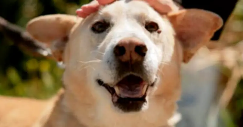 Dog rejected by 13,000 people because he isn't a trending breed