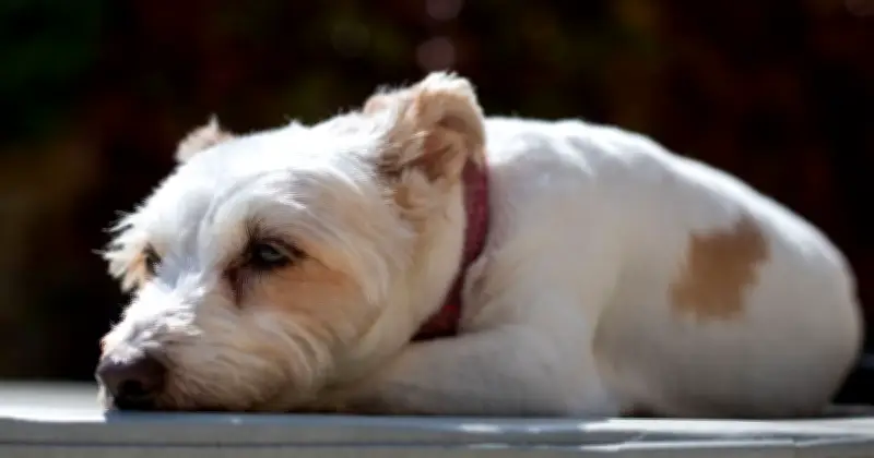 Dog Trainer Shares 3-Step Process for Leaving Pets Home Alone