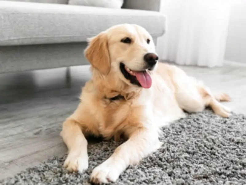 Dog Trainer Warns Pet Owners About Leaving Dogs Home Alone