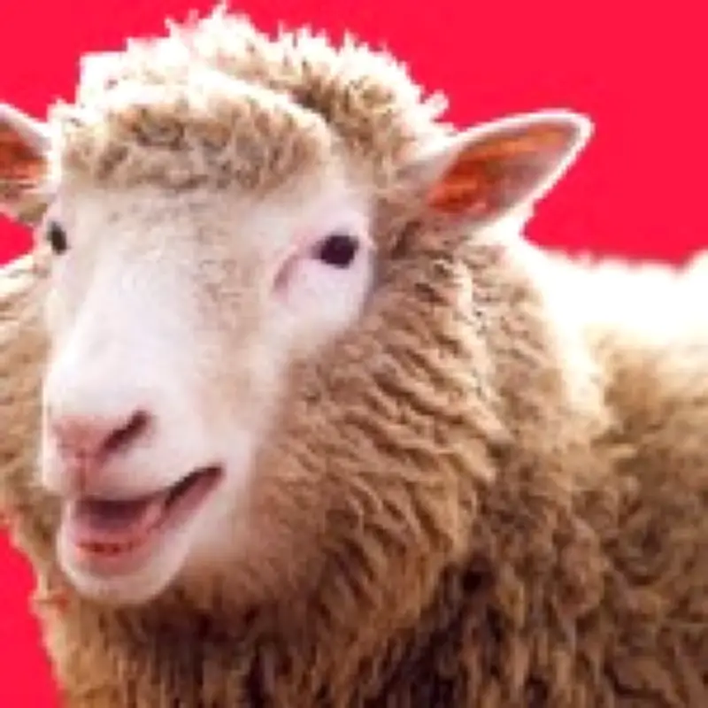 Dolly the Sheep at 30: The Clone That Changed Science and Celebrity Petdom