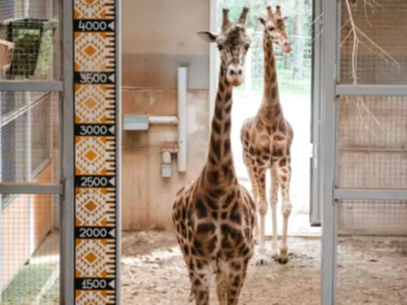 Edinburgh Zoo After Hours: Family Fun from £10 This Summer