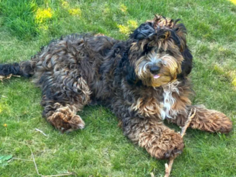 Family Made Over £250,000 from Illegal Puppy Breeding in Wales