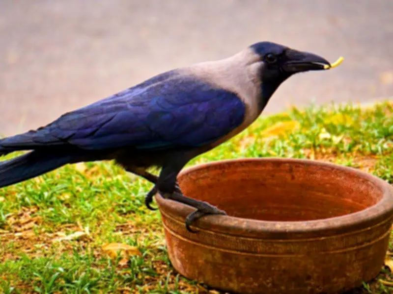 Feed Crows Peanuts to Befriend Them All Summer Long