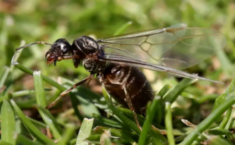 Flying Ant Day 2025: When Swarms Appear and How Long They Last