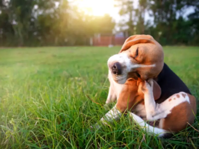 Free Flea Treatment for Pets: Itch Offers First Month Free