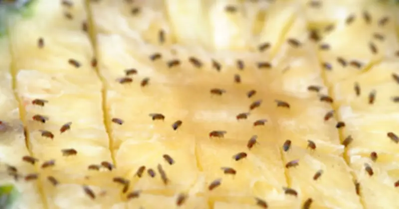 Fruit Flies Banished for Good with Unusual Kitchen Tip