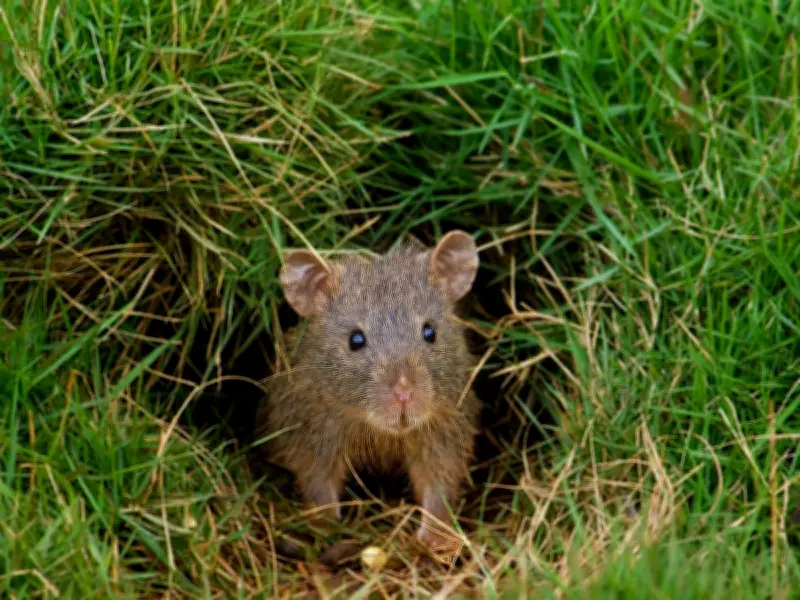 Garden Expert Reveals Plants That Make Rats Sprint Away