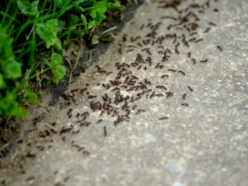 Gardener Reveals Simple Terracotta Pot Trick to Eliminate Ants from Your Garden