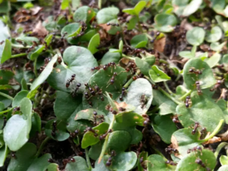 Gardener Reveals Simple Terracotta Pot Trick to Eliminate Ants