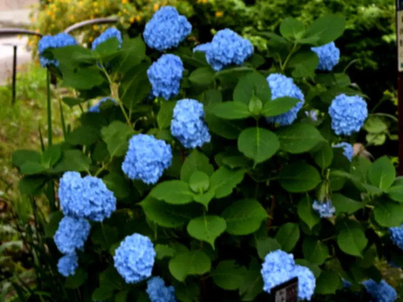 Gardener's Coffee Ground Hack Turns Hydrangeas 'Deepest Blue'