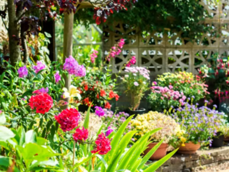 Gardeners Urged to Avoid 1 Key Mistake That Stops Flowers Blooming