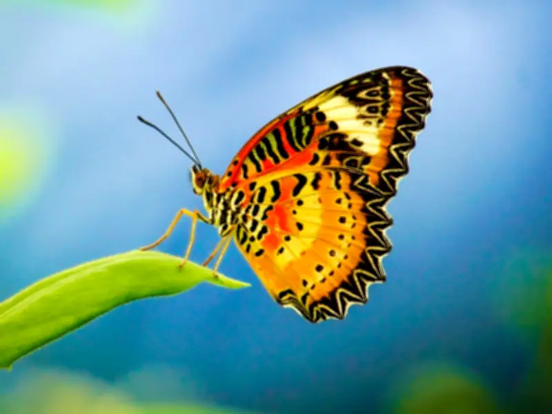Gardeners Urged to Plant Key Shrubs This Summer to Attract Bees and Butterflies