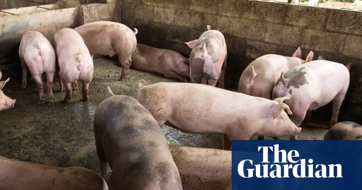 Gene-Edited Pigs Resistant to Classical Swine Fever in UK Breakthrough