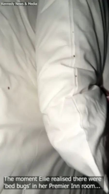 Guest Flees Premier Inn as Bed Bugs Crawl from Pillow; Hotel Apologises