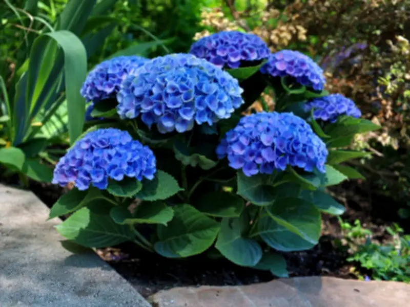 Hydrangeas Bloom Better and Turn Deepest Blue With Coffee Grounds, Gardener Reveals