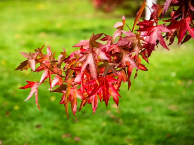 Keep Japanese Maple Leaves Vibrant in July with One Key Soil Addition