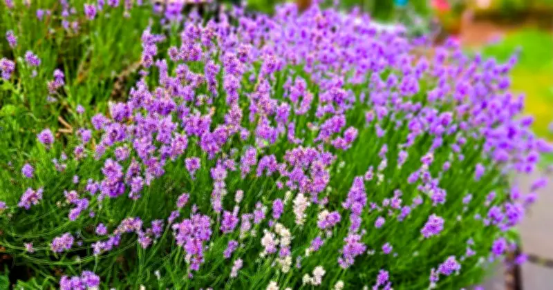 Lavender Blooms Better in July with Gravel, Not Fertilizer