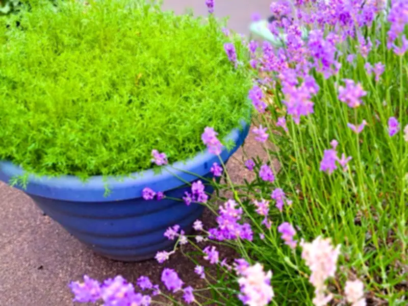 Lavender Blooms Bigger with Gravel, Not Fertiliser in July