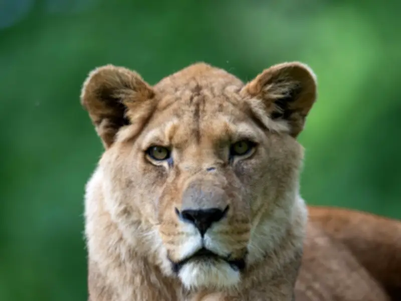 Longleat Safari Park Mourns Death of Queen Lion Jasira at 20