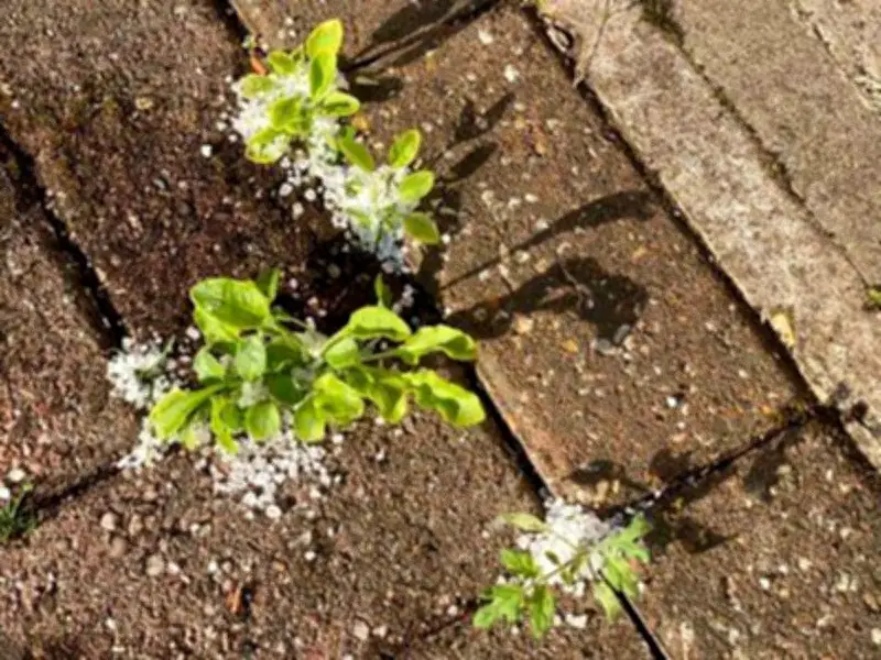 Natural Patio Weed Killers Tested: Two Worked in Under 24 Hours