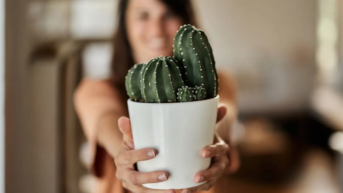 Neighbour Demands Woman Stops Using Internet At Night Over 'Spiritually Wilting' Plants