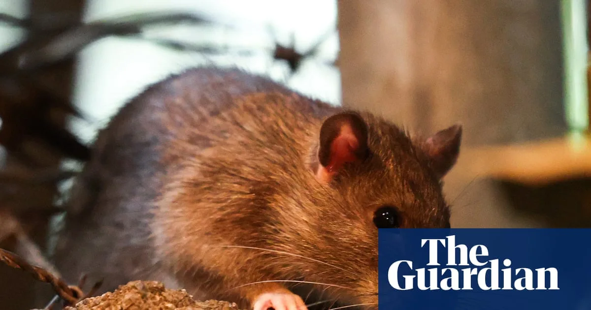 New York City Rat Numbers May Drop After Severe Winter Freeze