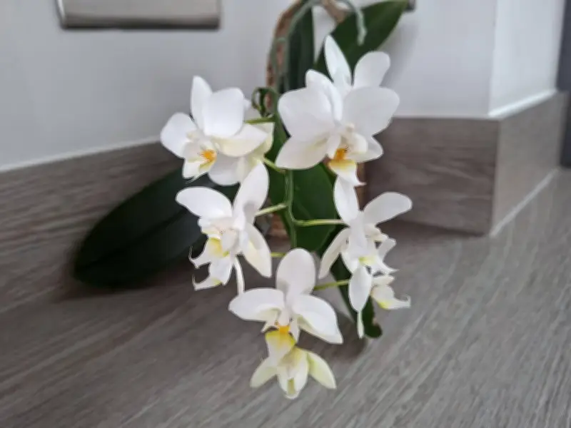 Orchids Flower Year-Round With One Simple Annual Care Routine