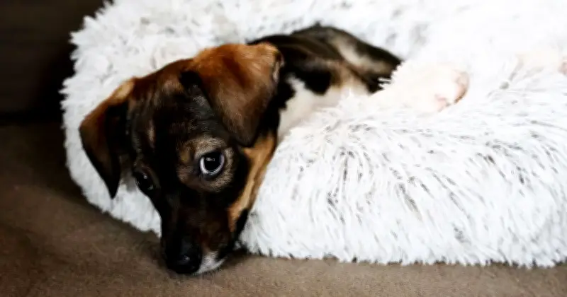 PDSA: 'Naughty' Dog Behaviour Like Jumping Up May Be Stress, Not Mischief
