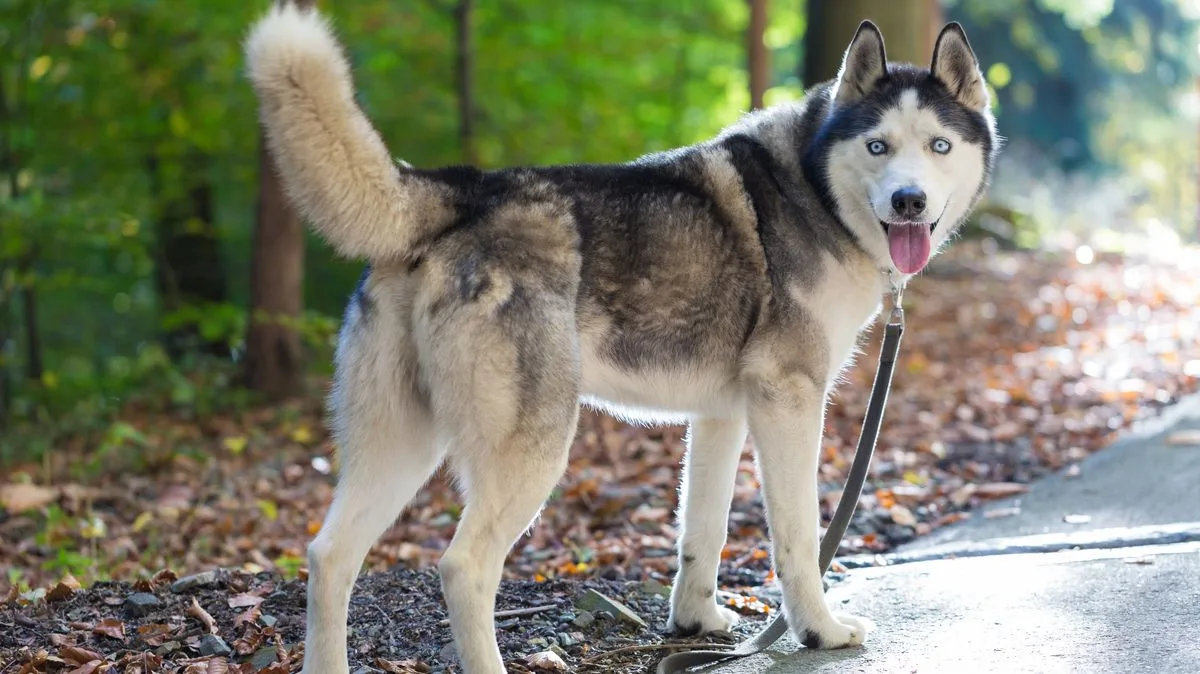 Reactive Husky Forms Bond With Rescue Sibling At Shelter