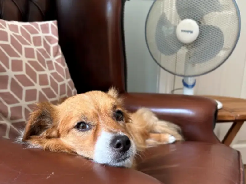 RSPCA Urges 'Dog Lockdown' as UK Heatwave Hits 34C This Week