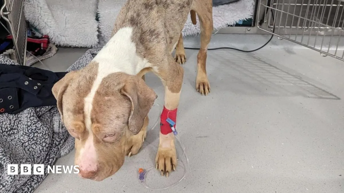 RSPCA Urgent Plea After Dog Abandoned in Freezing Box