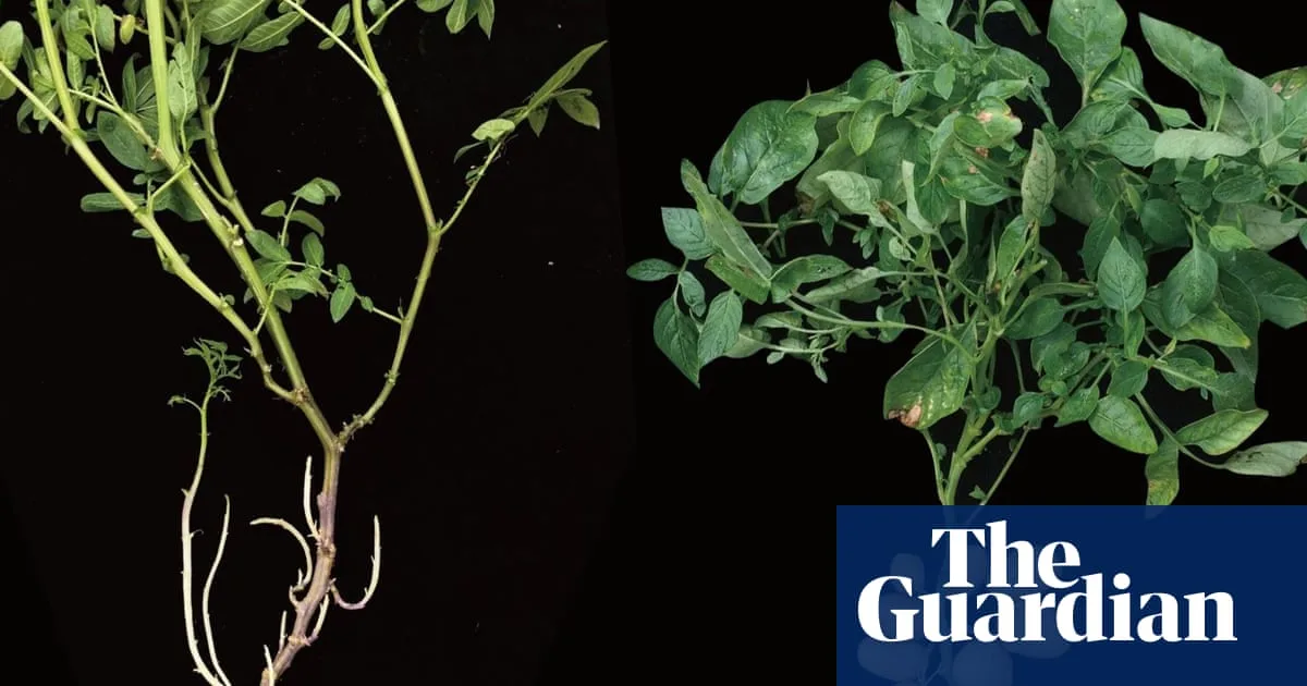 Potato evolved from tomato ancestor, researchers discover
