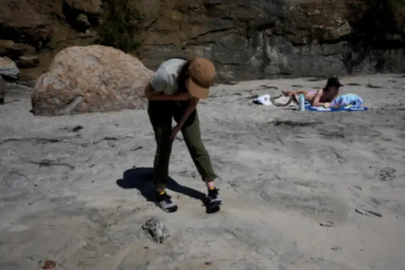 Scientists Fear Seabird Die-Off as El Niño Looms Off California Coast