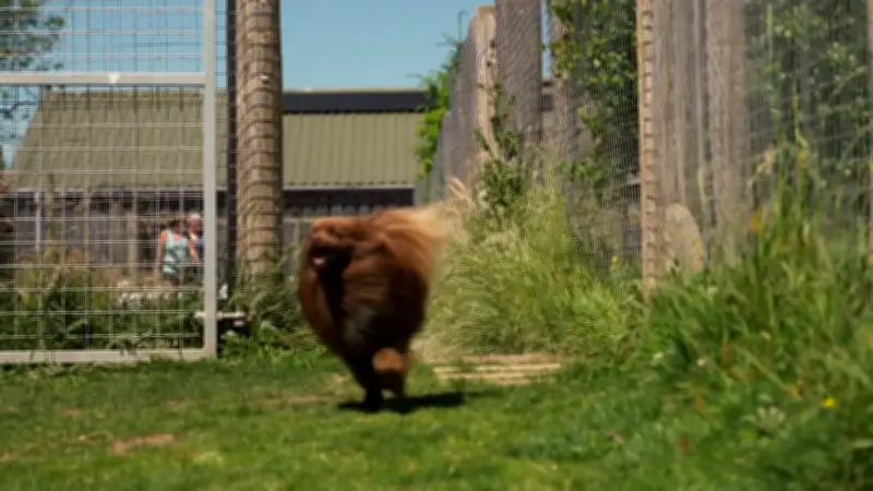 Scotland's 'Disneyland for dogs' up for sale: dream job for dog lovers
