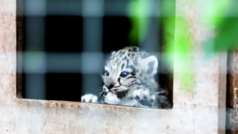 Snow Leopard Cubs Take First Steps at Edinburgh Zoo in Adorable Video