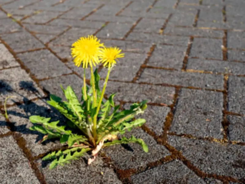 Stop Driveway Weeds Naturally This Summer with 1 Expert-Approved Method