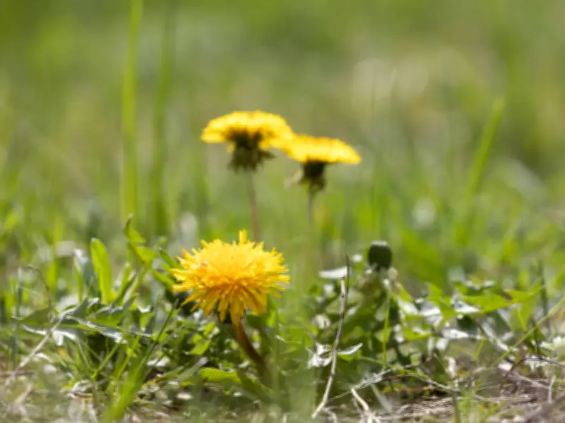 Stop Garden Weeds For Good With Cardboard: No Chemicals Needed