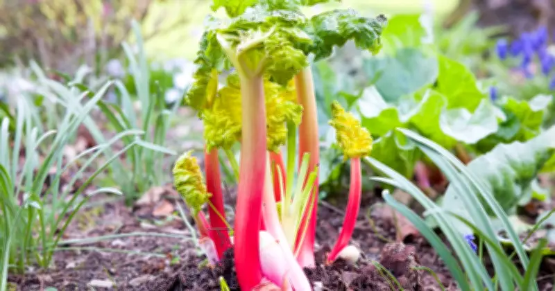 Stop Harvesting Rhubarb in July for Bigger Stalks Next Year, Expert Says