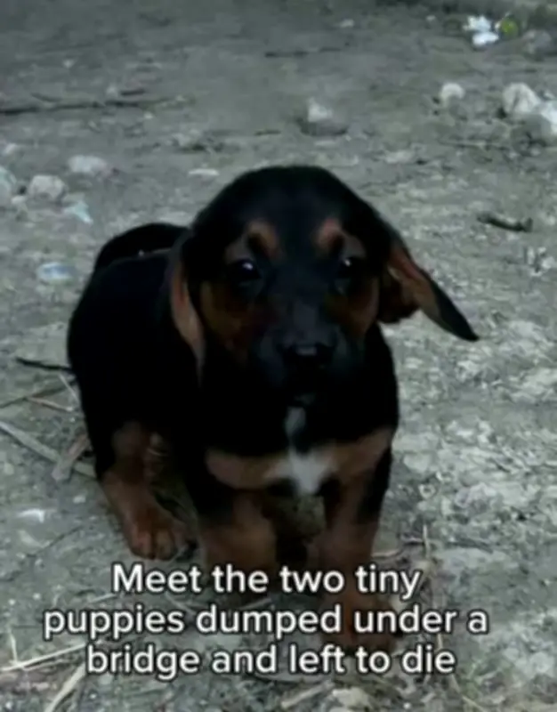 Tiny Puppies Dumped Under Bridge in Greece Need UK Homes