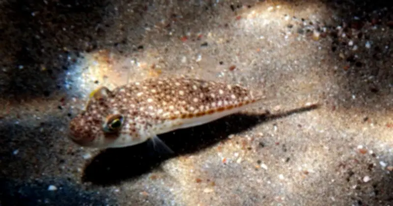 Toxic Pufferfish Warning for UK Holidaymakers in Mediterranean Hotspots