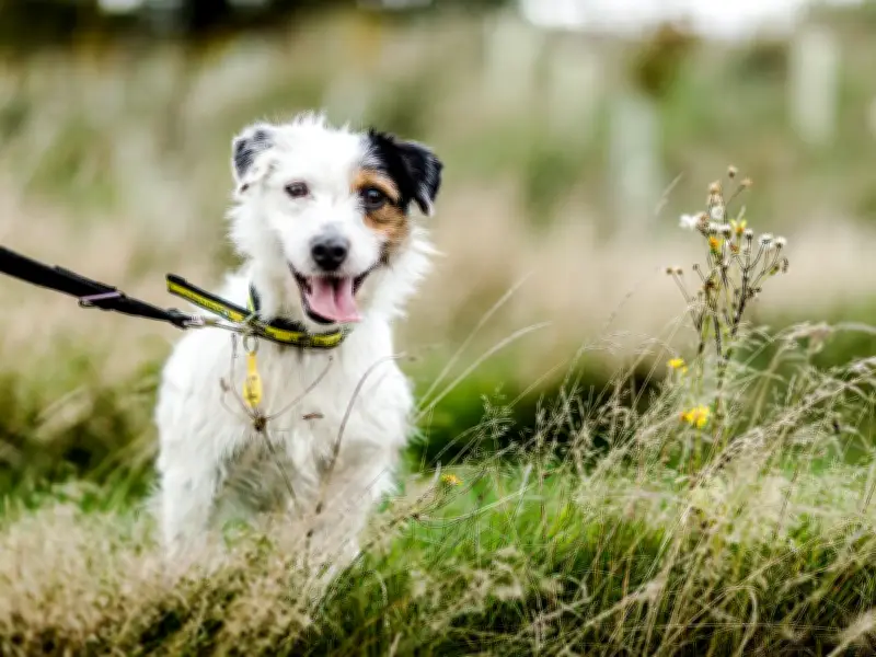 UK Vet Fees Could Rise Despite CMA Price Transparency Reforms