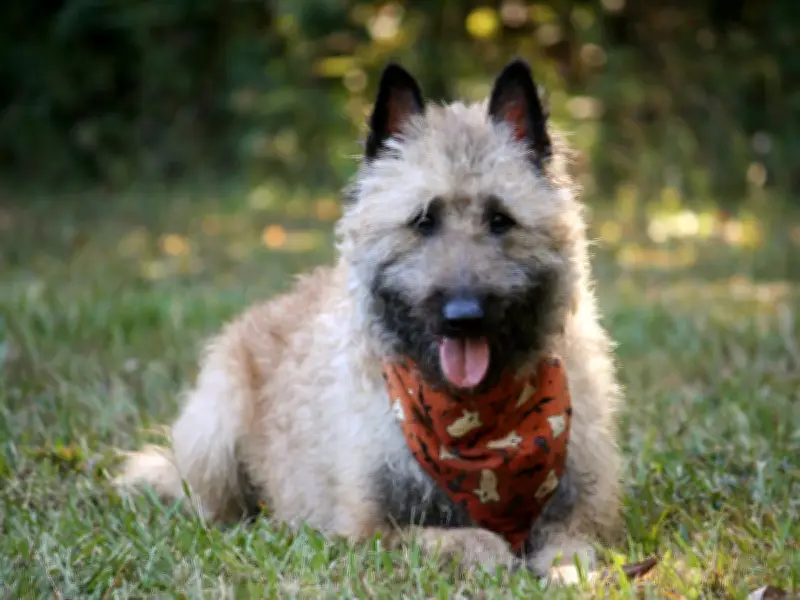Vet Advises Soaked Bandanas for Dogs as Heatwave Returns