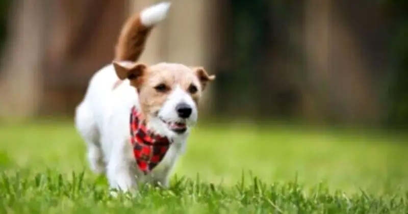 Vet Urges Dog Owners to Use Bandanas for Heat Safety During Walks