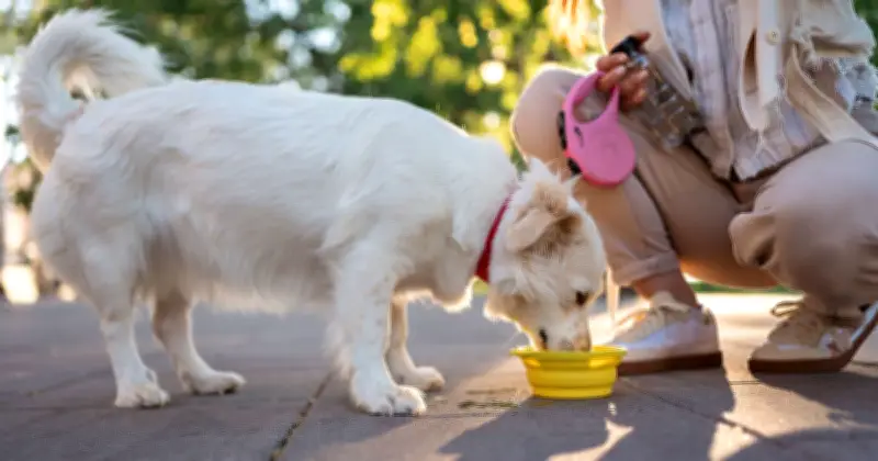 Vet Warns Dog Owners: Avoid Communal Water Bowls for Pets