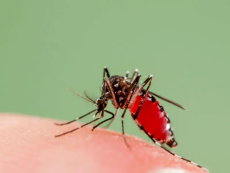 Washington DC to Release 600,000 Sterile Mosquitoes to Combat West Nile Virus